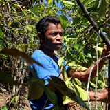 Indonesië Rende Nao specialty Robusta koffiebonen van SIJL