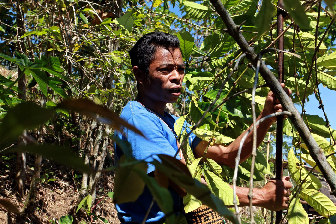 Indonesië Rende Nao specialty Robusta koffiebonen van SIJL
