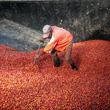 Kenya Kiamutuira specialty coffee bonen van SIJL
