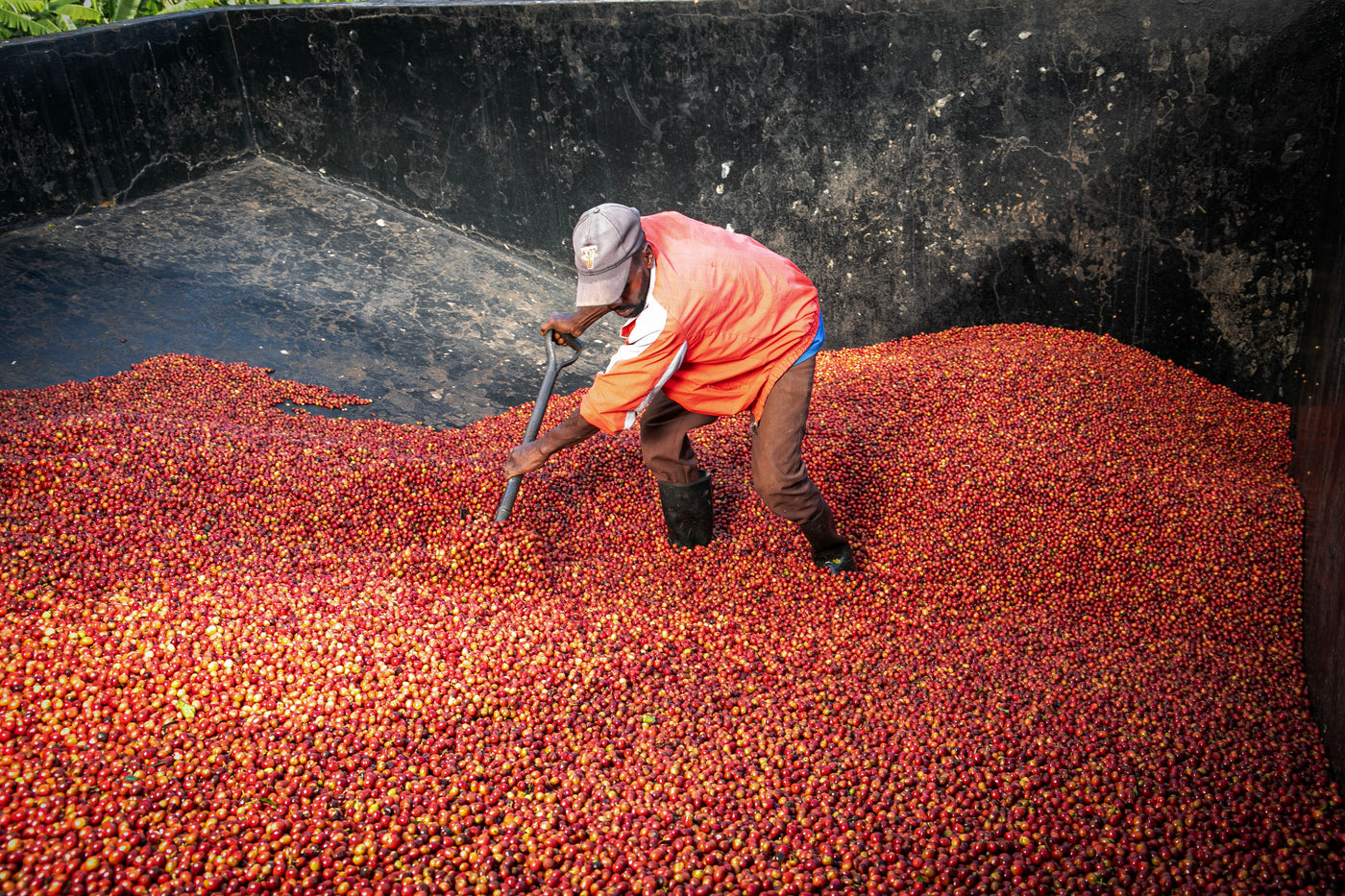 Kenya Kiamutuira specialty coffee bonen van SIJL