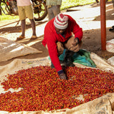 Kenya Kiamutuira koffie van de Mutira Cooperative, gebrand door SIJL