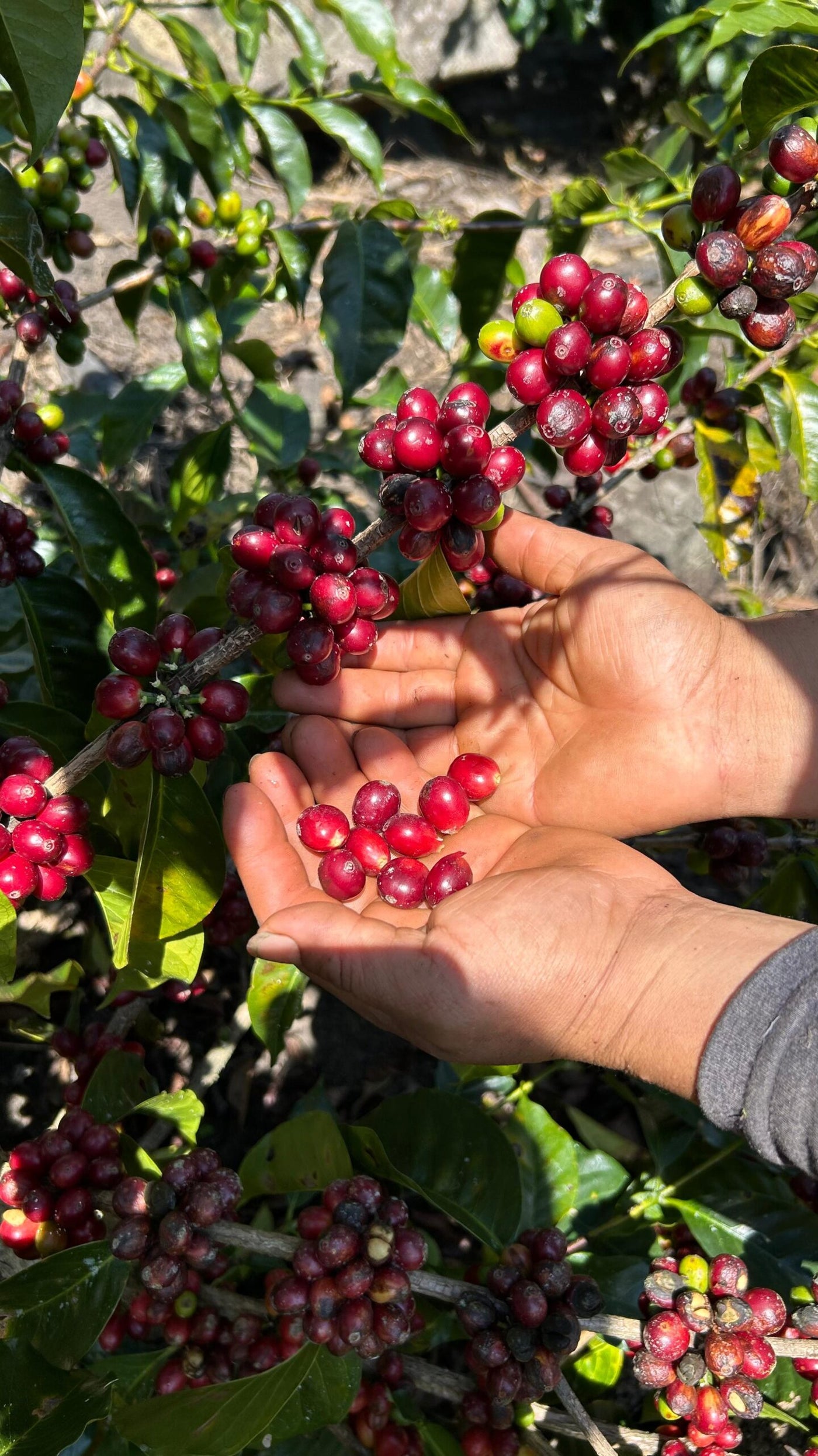 Ethiopië Nekempte specialty coffee bonen van SIJL, vers gebrand in Assen